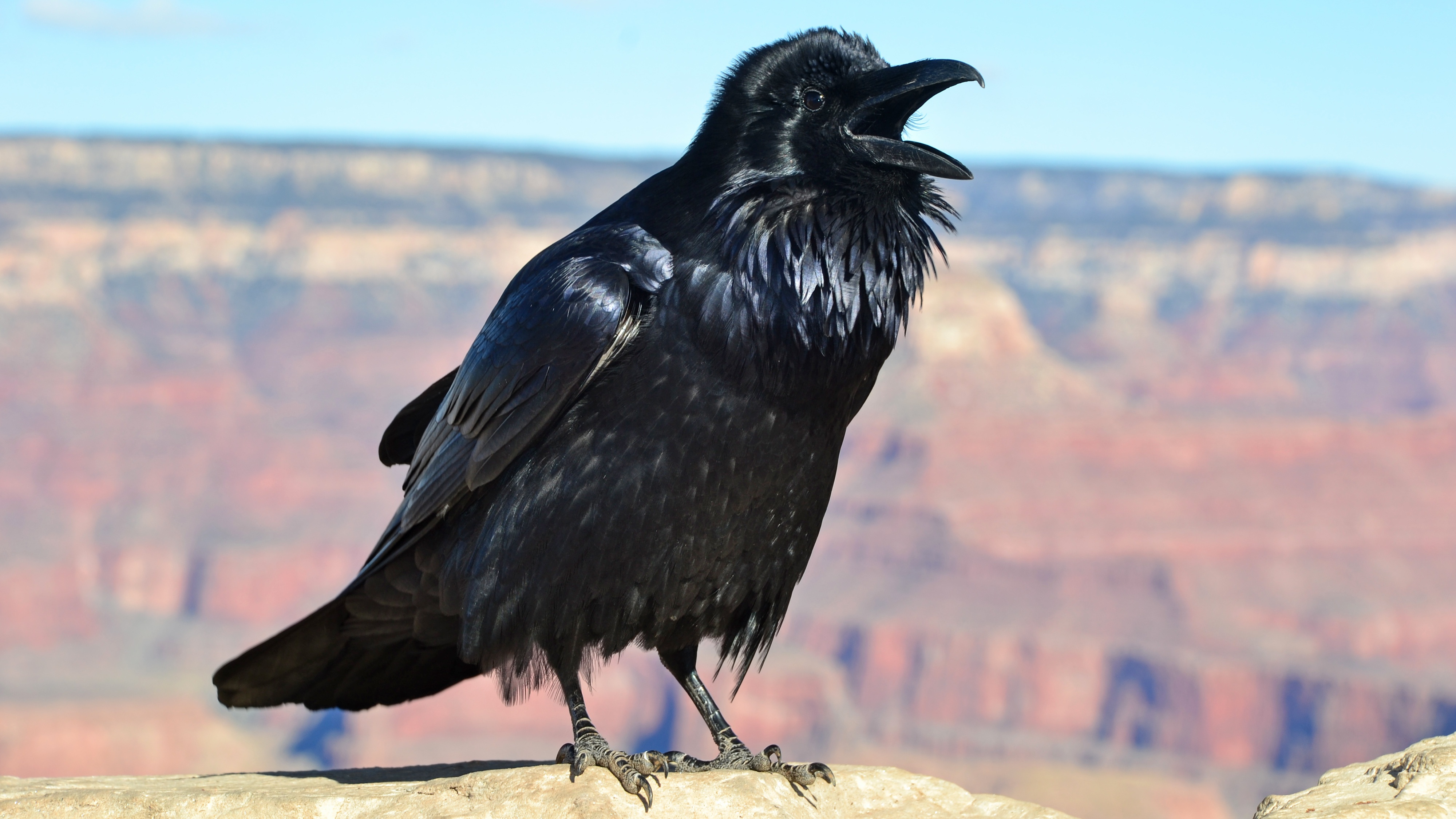 A raven with its beak open and chest feathers puffed out a little. It rests on a stone surface with what appears to be the grand canyon in the background.