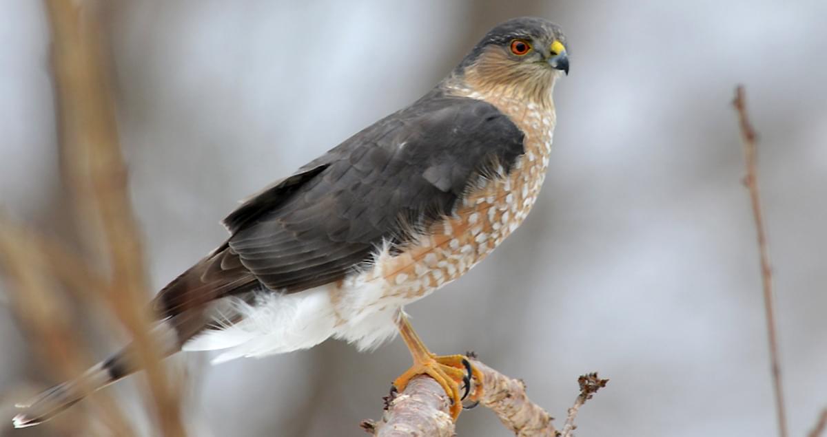 Photographed from the side, a sharp-shinned hawk perched on a tree branch observes its surroundings