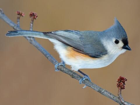 A tufted titmouse rests on a small branch with small red flowers blooming off the branch.