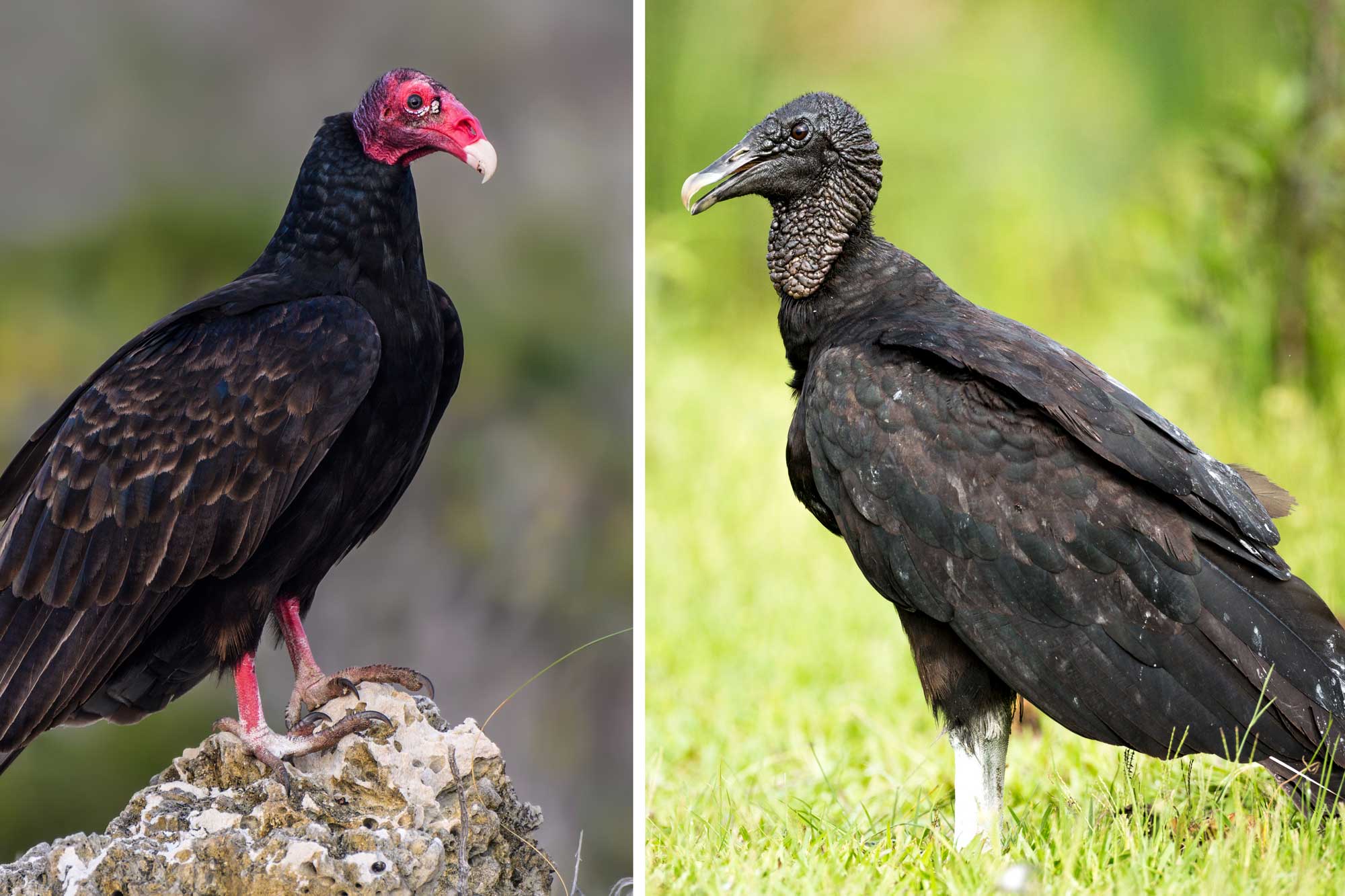 A split screen image of 2 vultures. The vulture on the left is a turkey vulture and the vulture on the right is a black vulture.