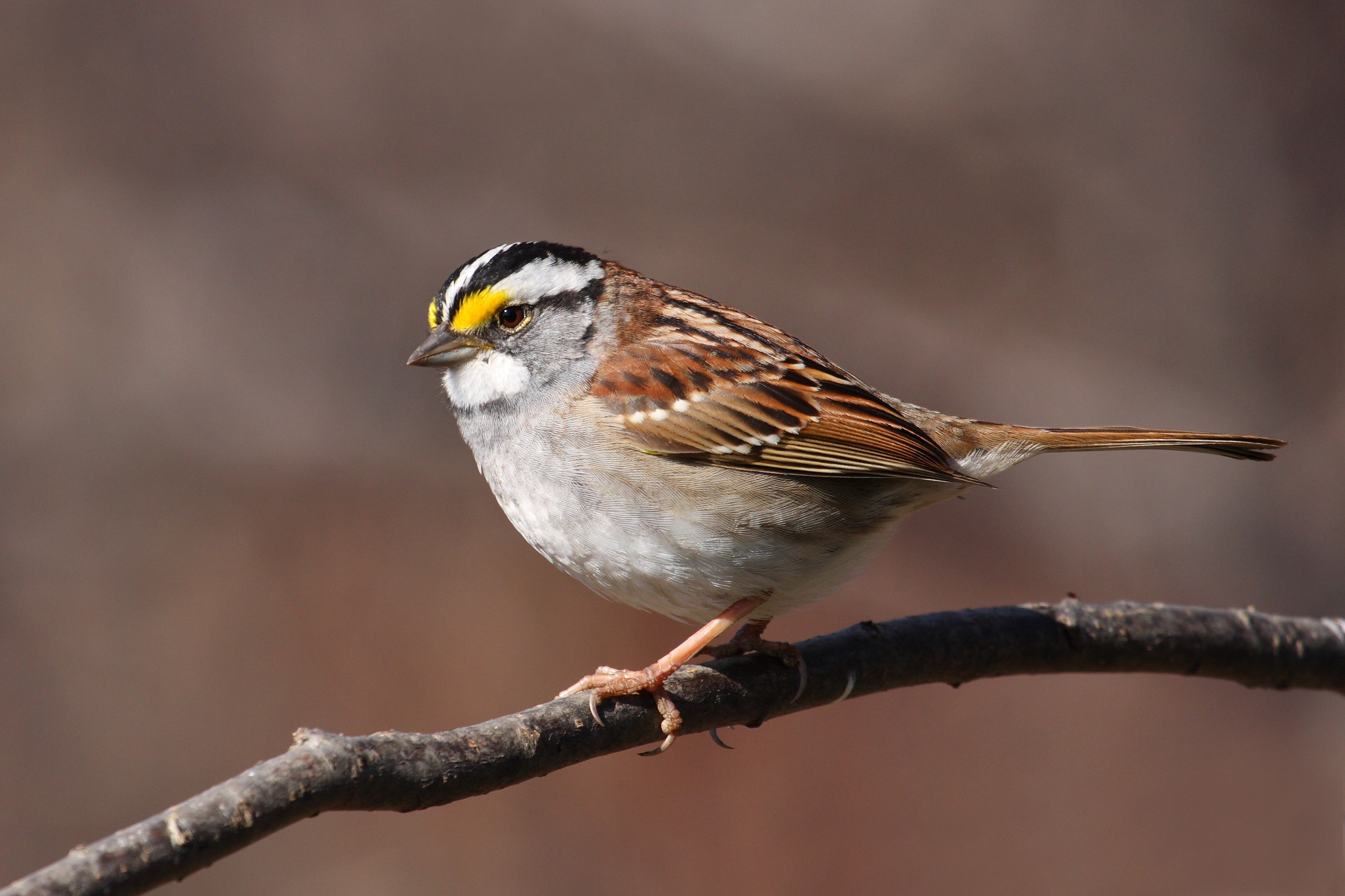 A white-throated sparrow sits on top of a thin branch, with a brown blurry background.