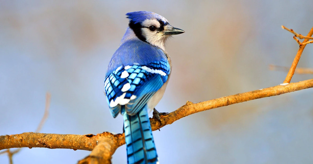 Blue Jay perched on top of a branch. The Blue Jay was photographed from behind so you can see the details of its tailfeathers, while still seeing its face looking off to the right.