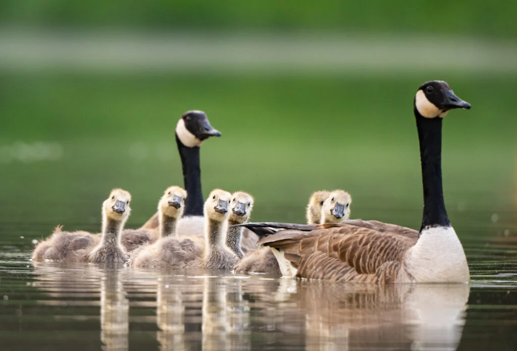 A pair of adult canadian geese swim in still water with 6 baby canadian geese swimming alongside of them.