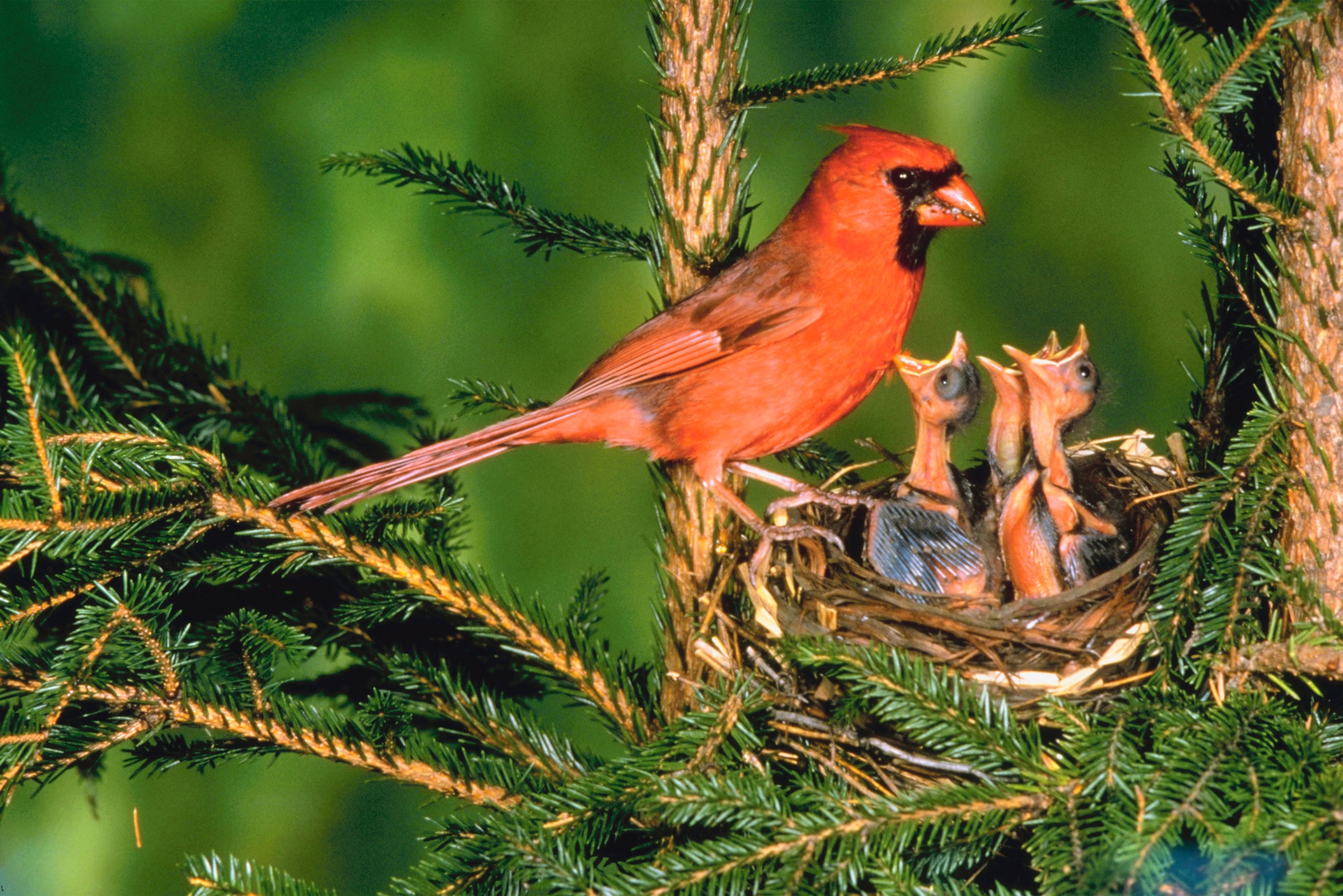 Male cardinal perched on its nest with 3 baby cardinals beside him begging for food with their beaks wide open.