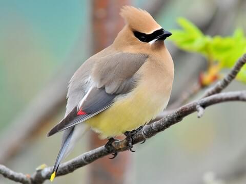 Cedar Waxwing perched on a branch with a blurry but lush, green background.