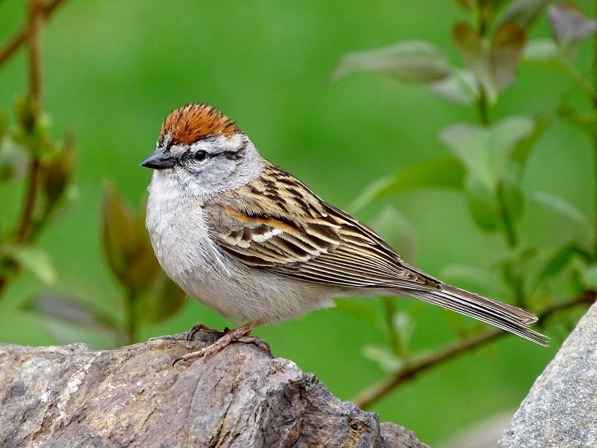 A chipping sparrow rests on a branch with a lush green background.