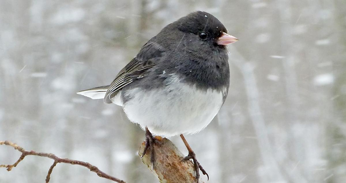 A dark eyed junco perched on a branch with a snowy background.