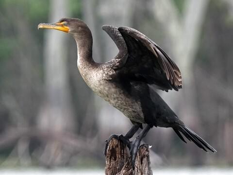 A double crested cormorant stands on top of a tree stump near a body of water. The cormorant has its wings outstretched.