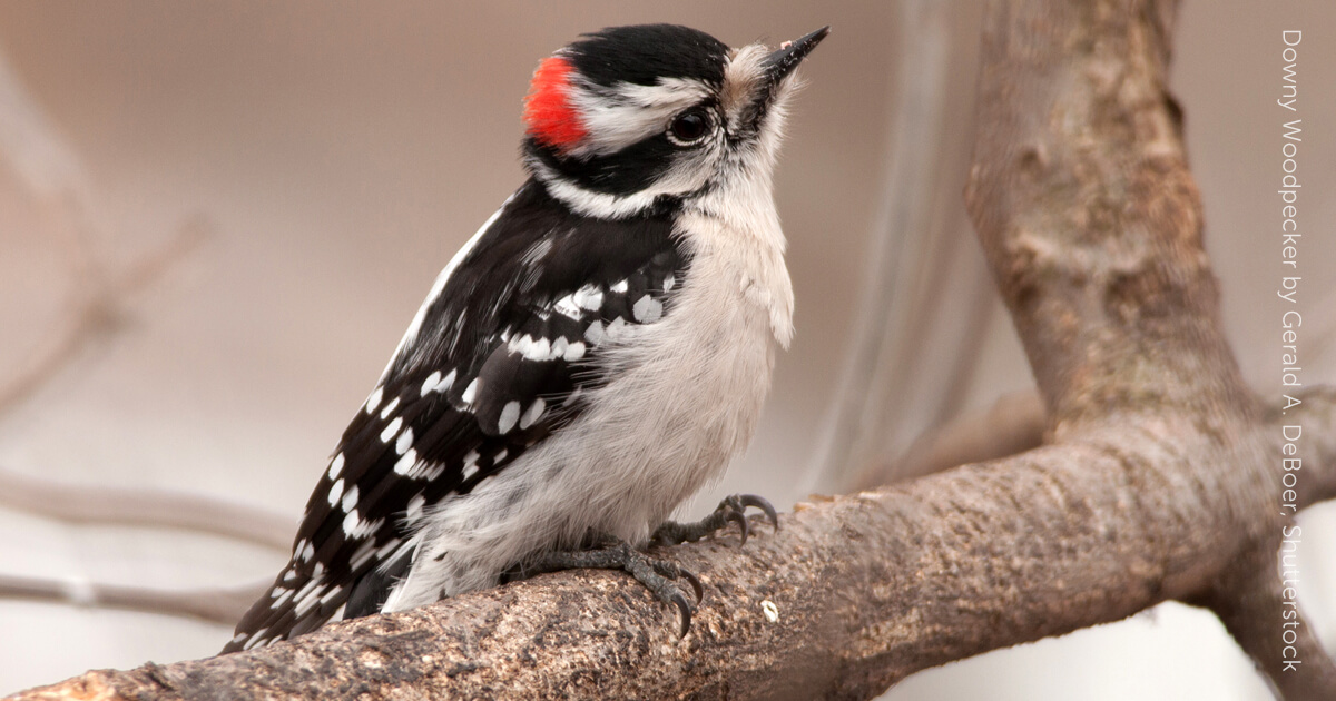 A male downy woodpecker rests on a thick branch, pointing his beak up in the air. In this photo, you get a view of the bright red spot on his head.