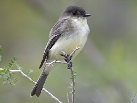 An eastern phoebe rests on top of a very small, twiggy branch.