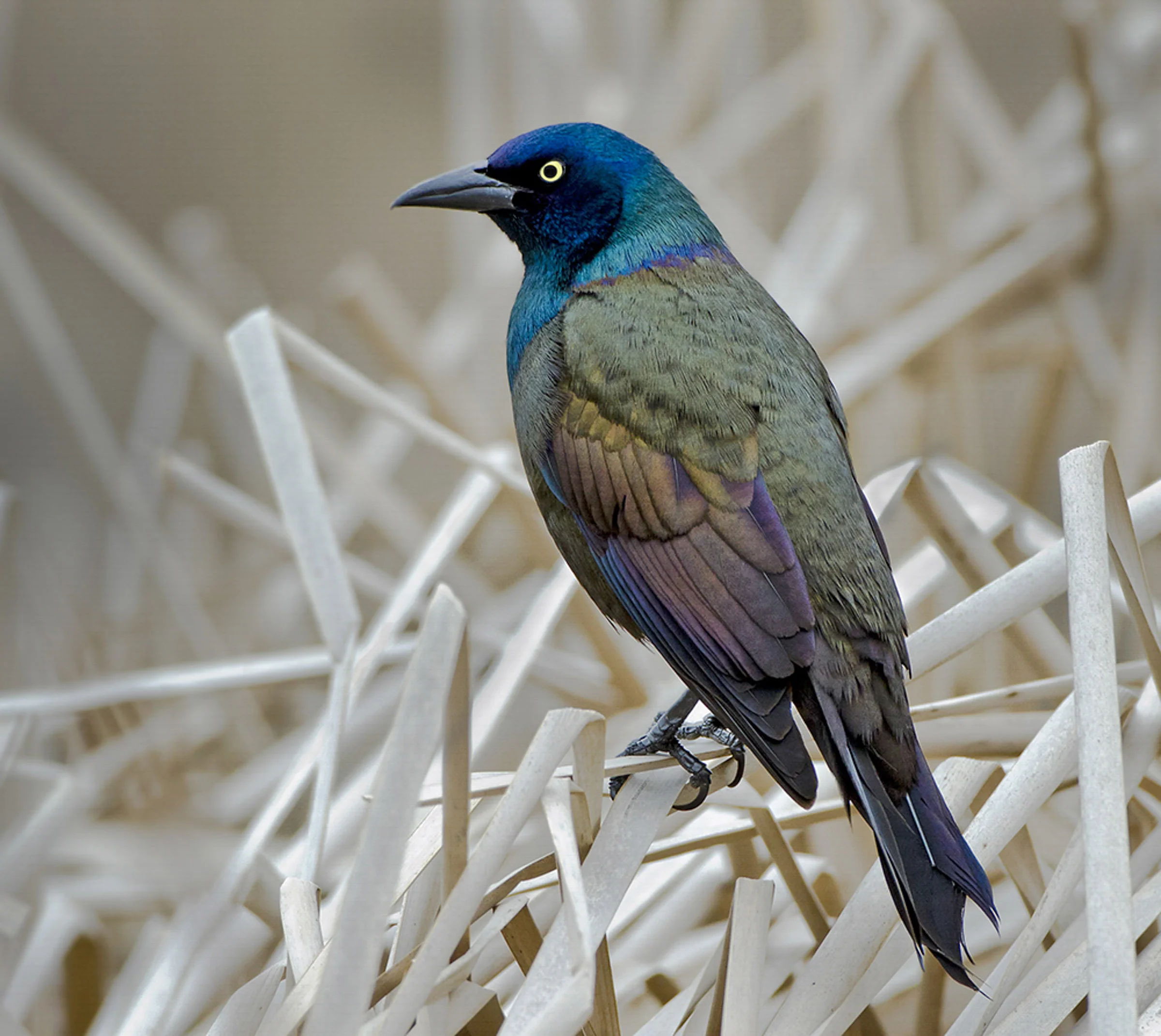 A grackle, photographted from behind, perched on some tall grass. You can see the irridescent sheen of its feathers.