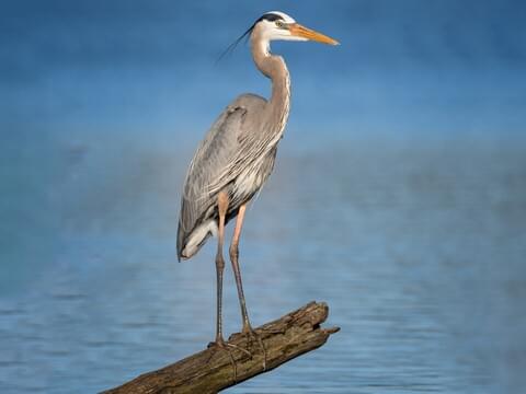 A great blue heron stands on a fallen tree that is sticking out of a body of water.