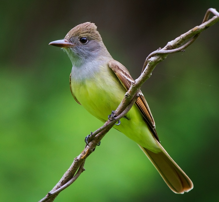 A Great Crested flycatcher grips onto a thin branch. The bird is photographed from the front, so you can see its yellow belly.