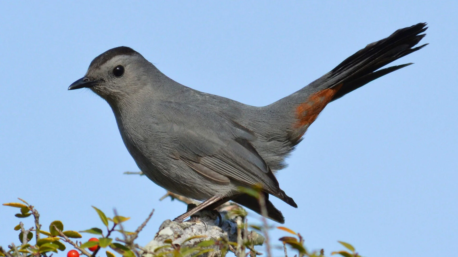 Scene with a grey catbird perched on a branch with a few red berries on it and a blue sky as a backdrop.