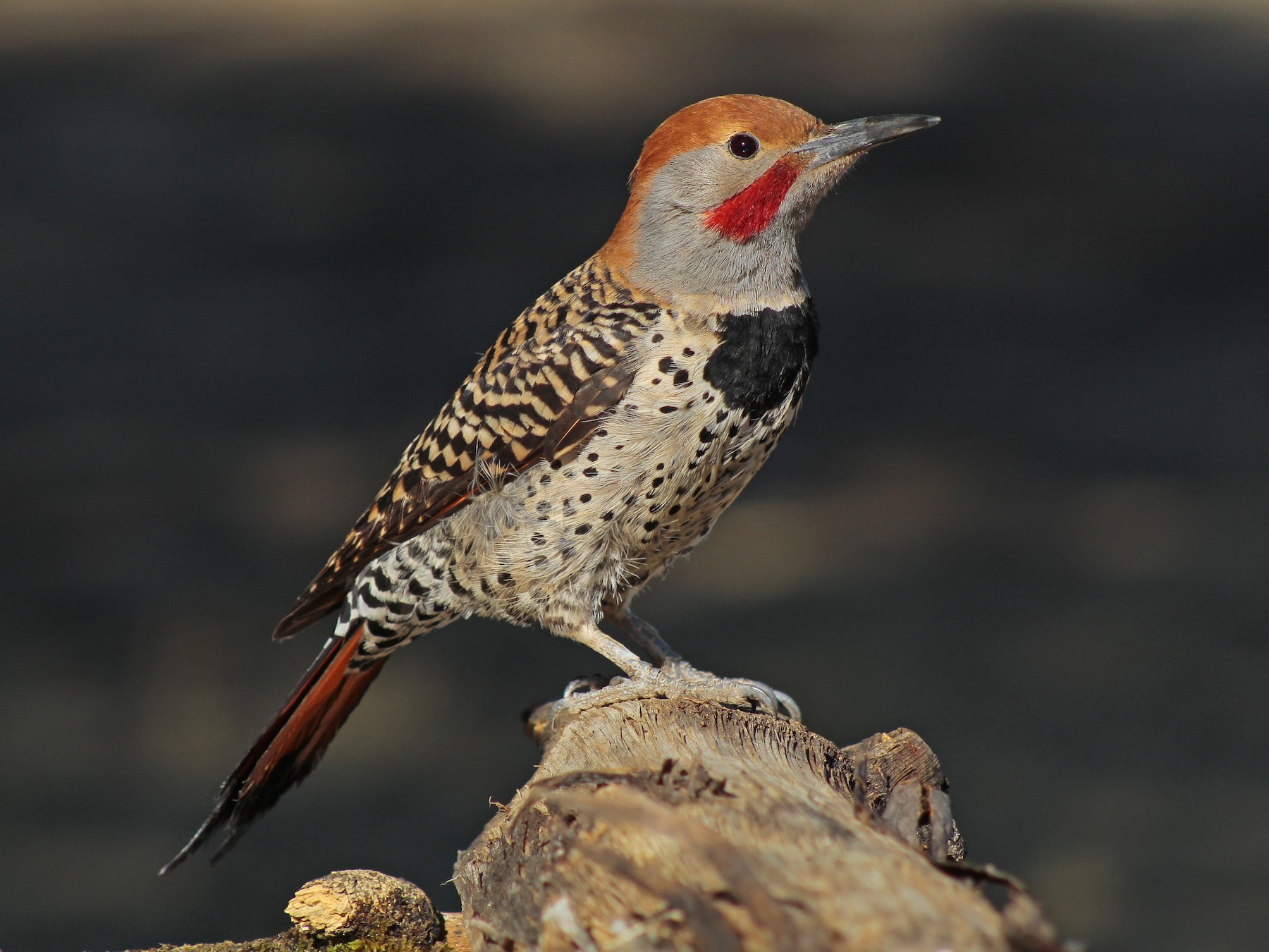 Northern Flicker perched on top of a branch.