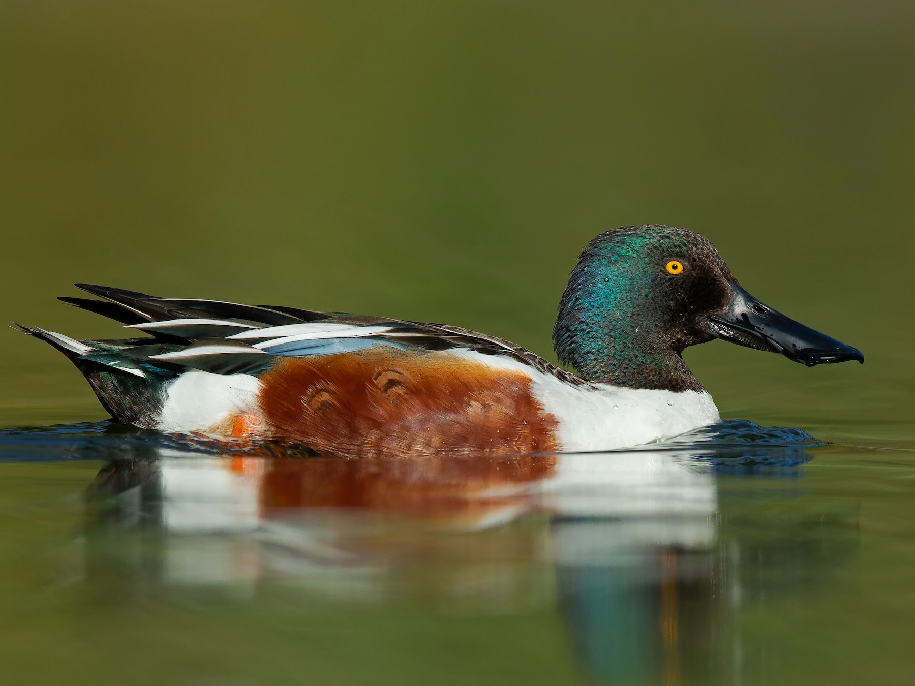 Side silhouette of a northern shoveler swimming in still water.