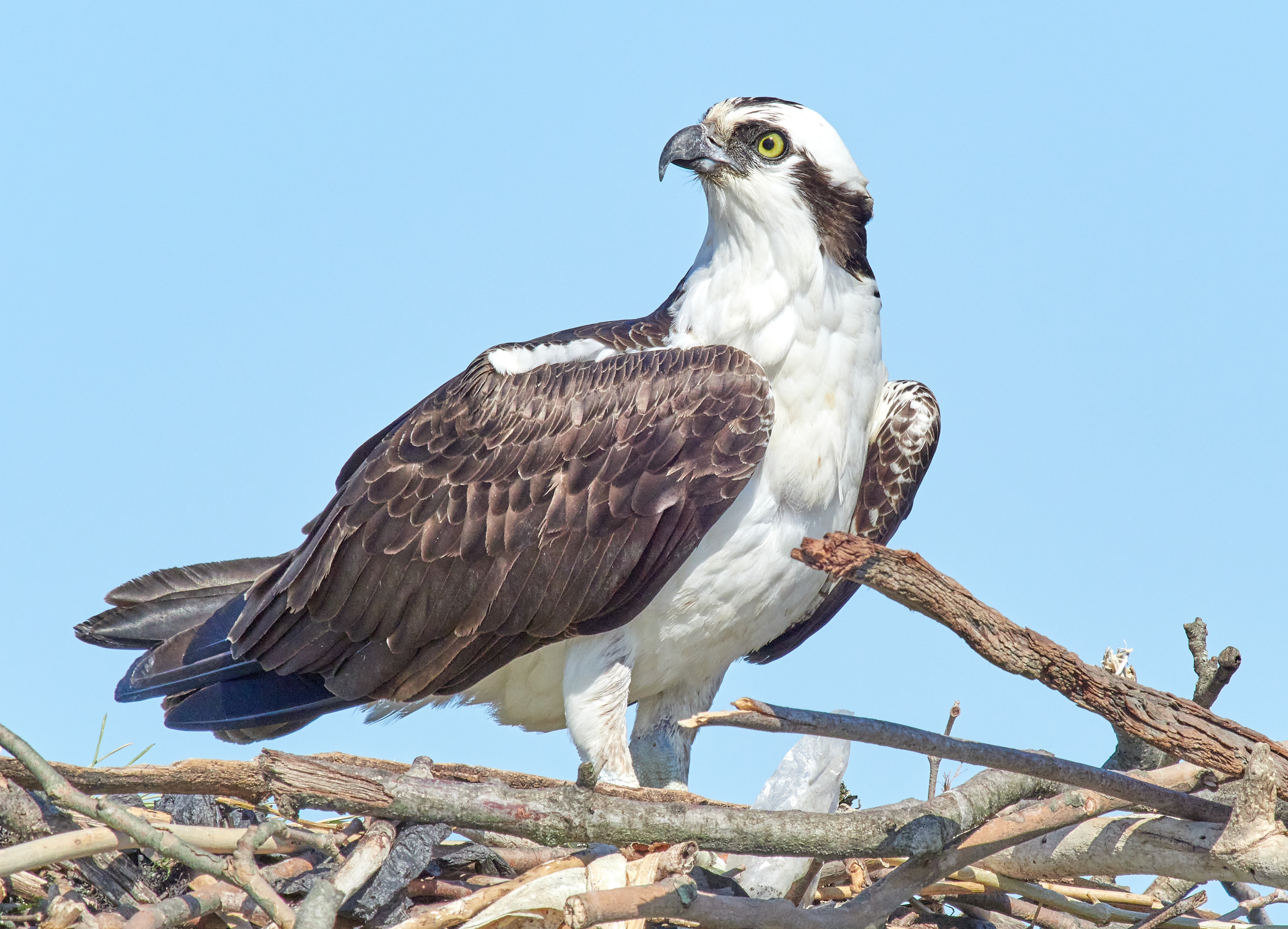 An osprey gazes to the left, standing inside of a big nest made of sturdy branches.