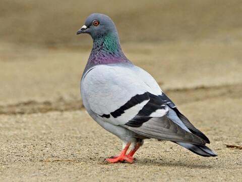 A pigeon stands on a ground made of cement.