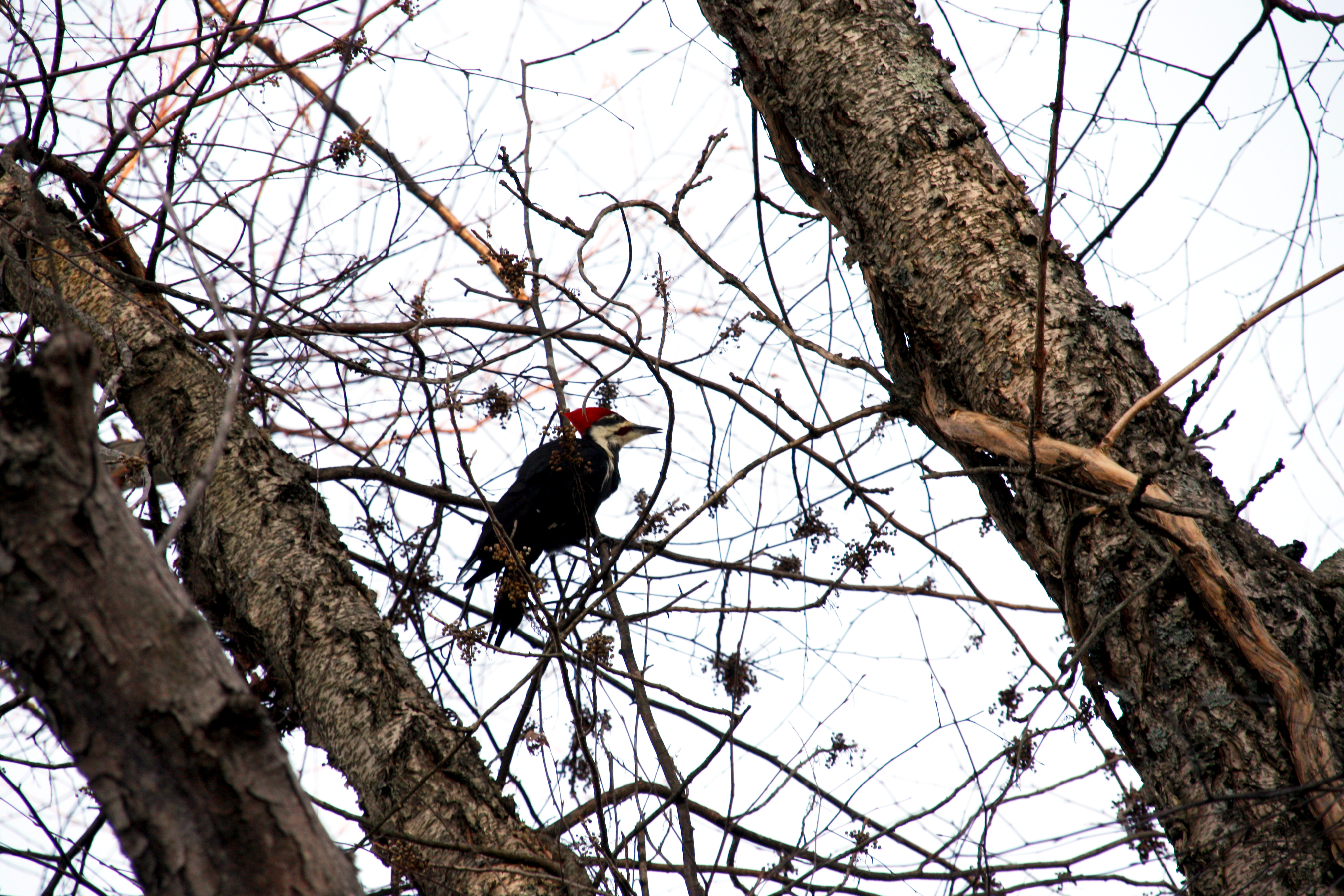 A Pileated Woodpecker rests on some bare branches that have dried berries scattered amongst them.