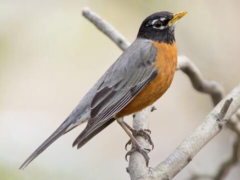 A male robin perched on a branch. The robin is turned to the side but you can still see its orange belly.