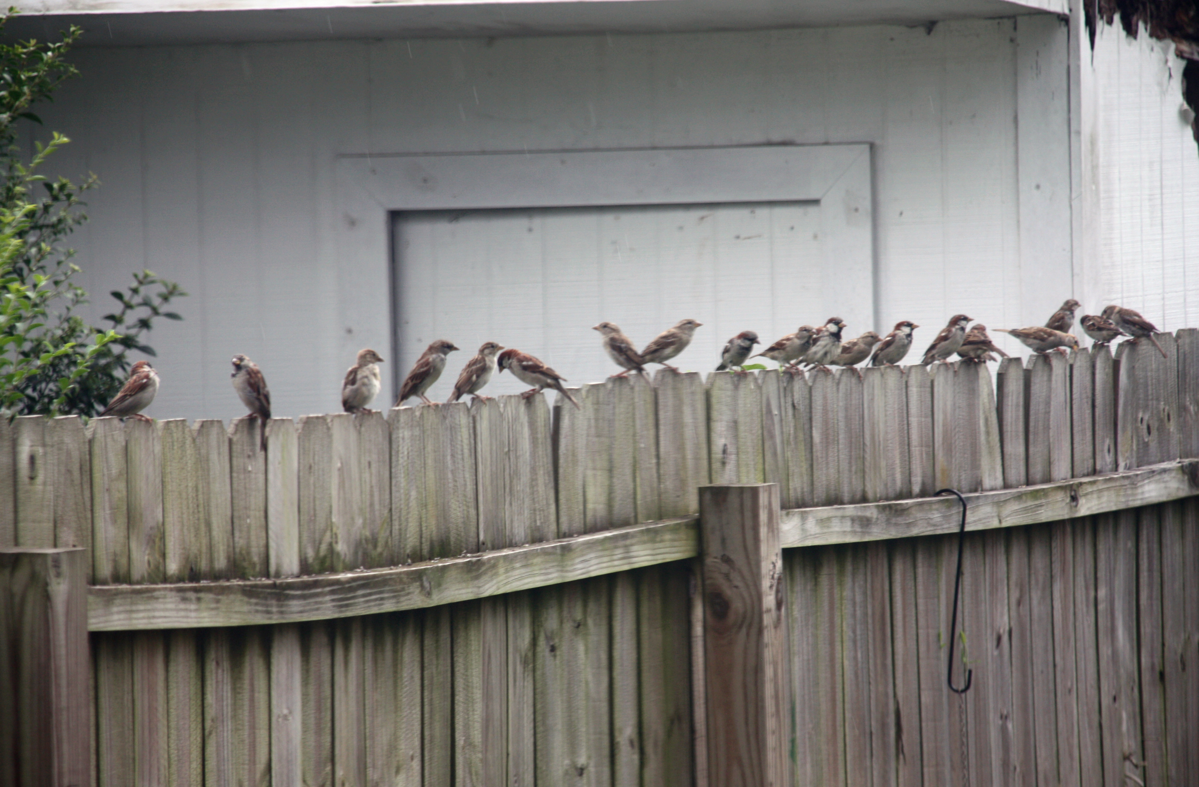 A large group of sparrows rest next to each other on top of a wooden fence.