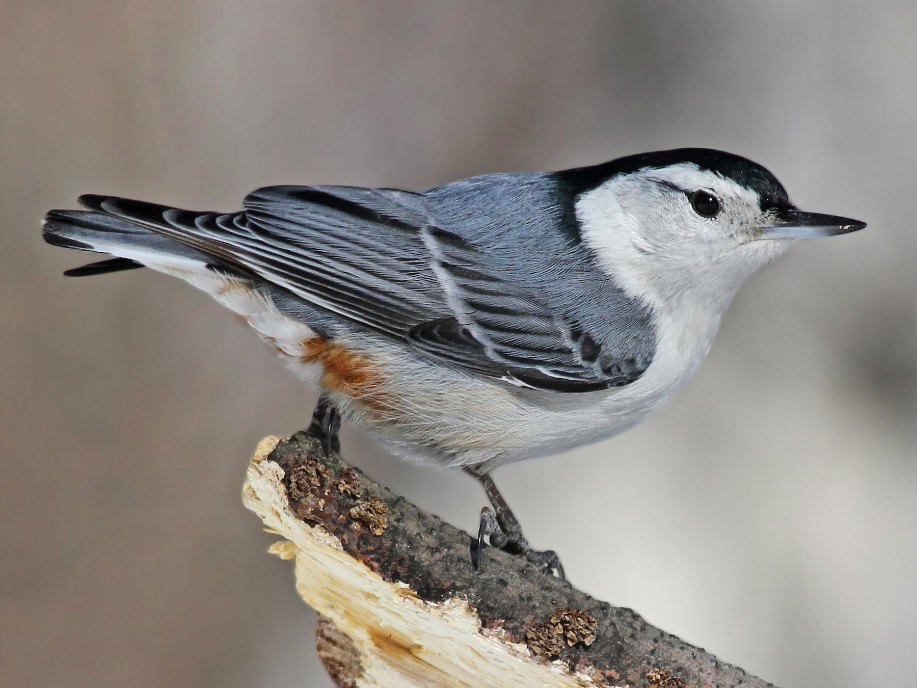 A white-breasted nuthatch standing on a branch with a blurry background.