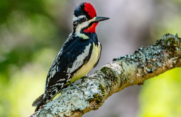 Yellow-bellied sapsucker resting on a branch.