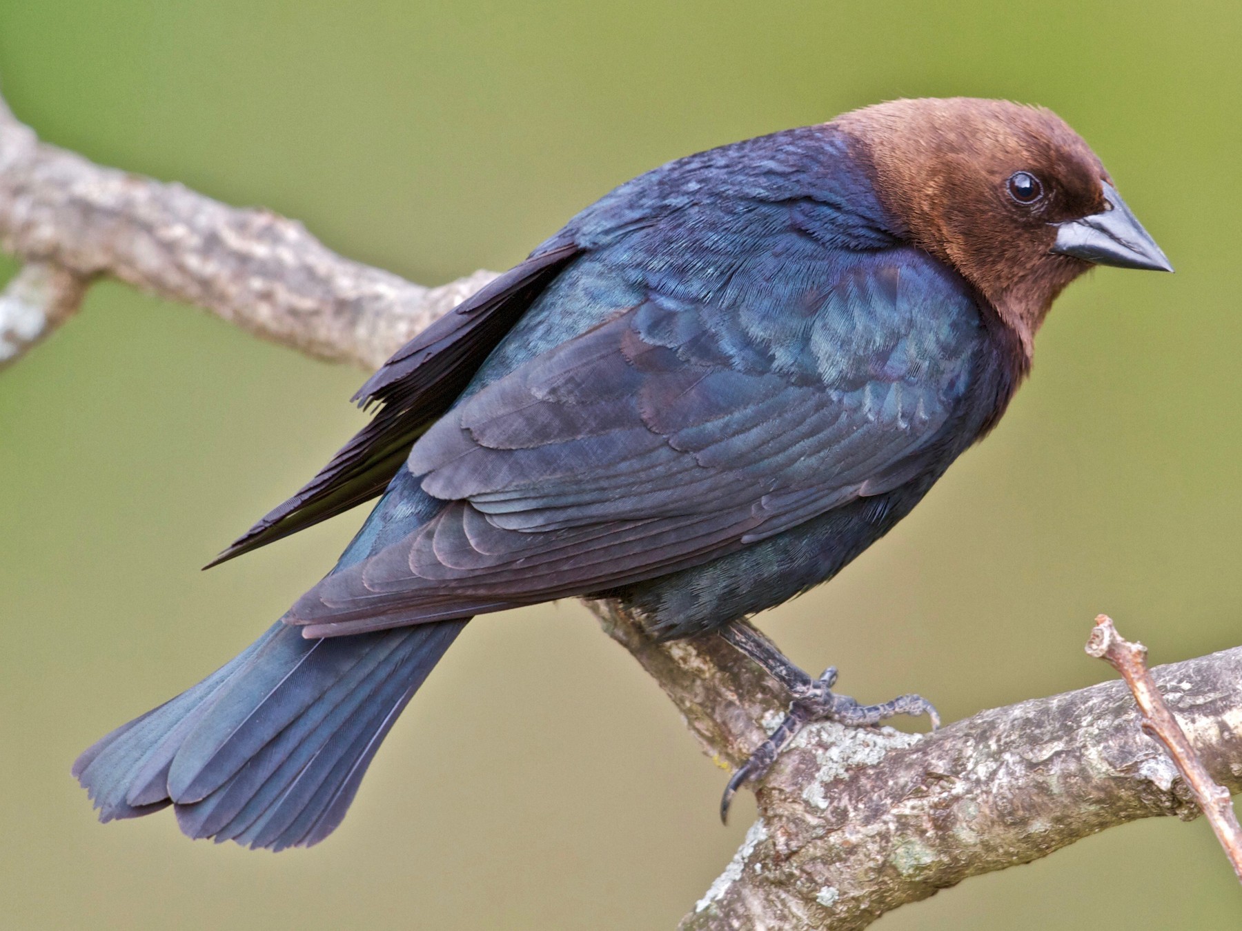 A male brown-headed cowbird rests on a branch, looking backward.