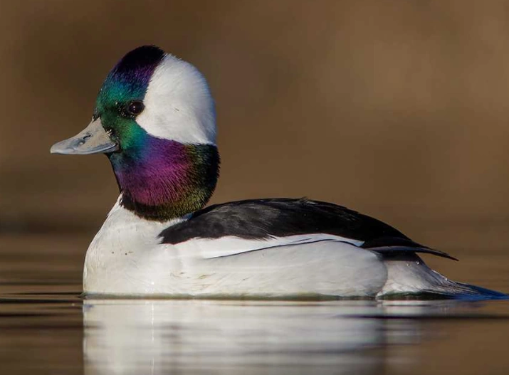 Peaceful scene of a bufflehead swimming in still water.