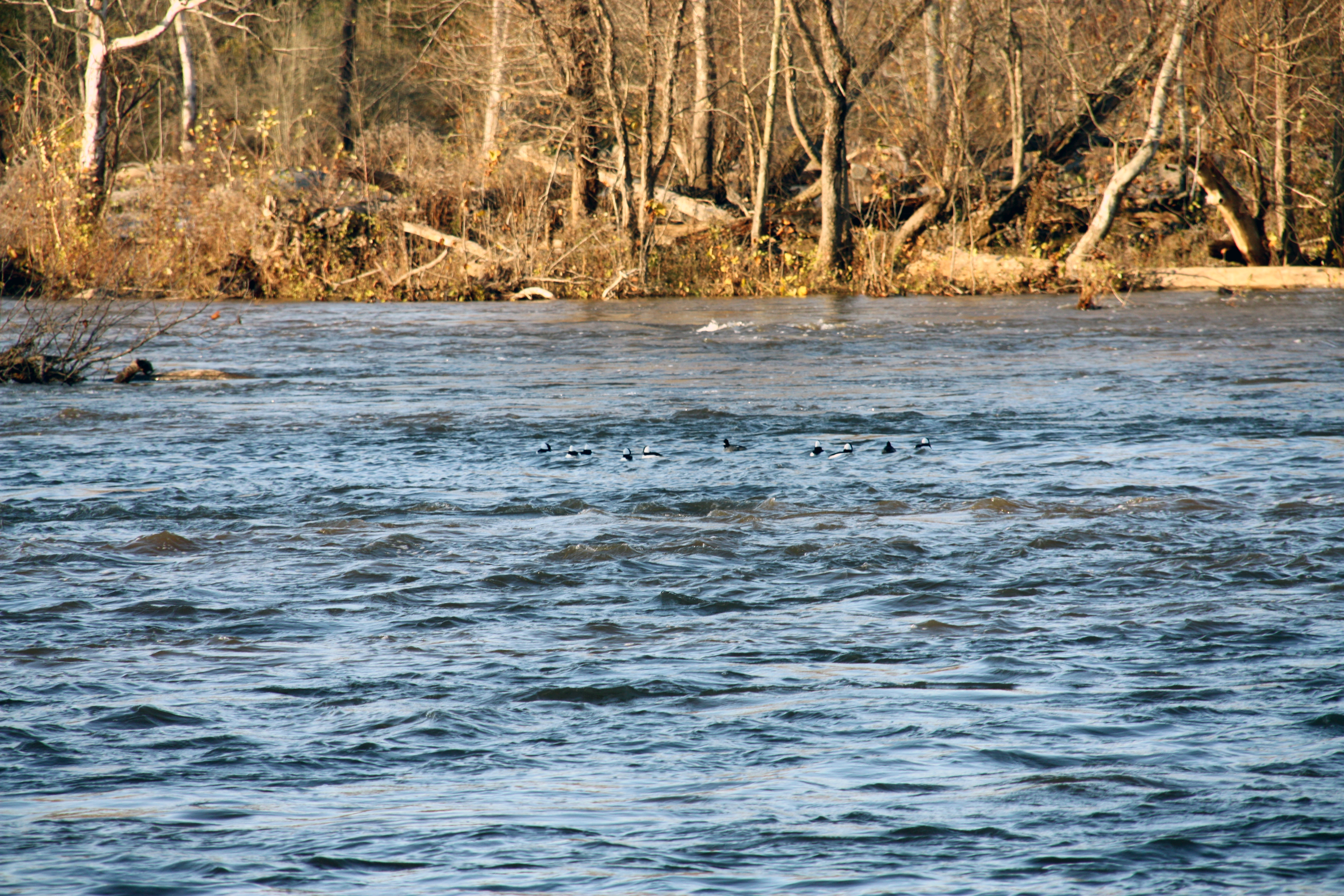 Scene of a river during wintertime. Far off in the distance, there is a group of Bufflehead ducks swimming in the water.