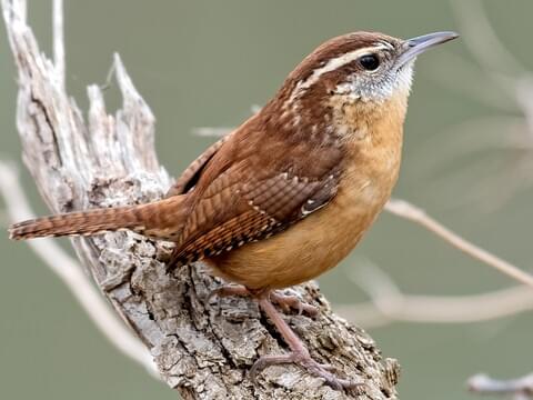 Side silhouette of a Carolina Wren perched on a branch.