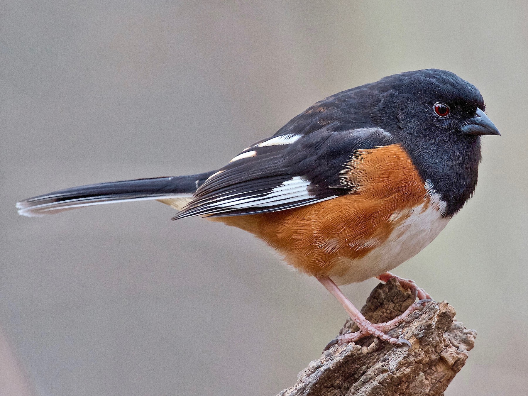 An eastern towhee perched on a small, broken branch.