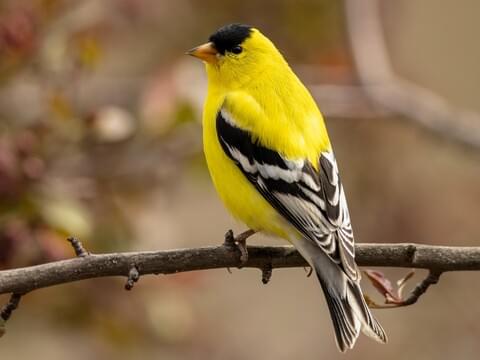 An American Goldfinch, photographed from behind, rests upon a thin branch. You can see a side profile of the Goldfinch's face.