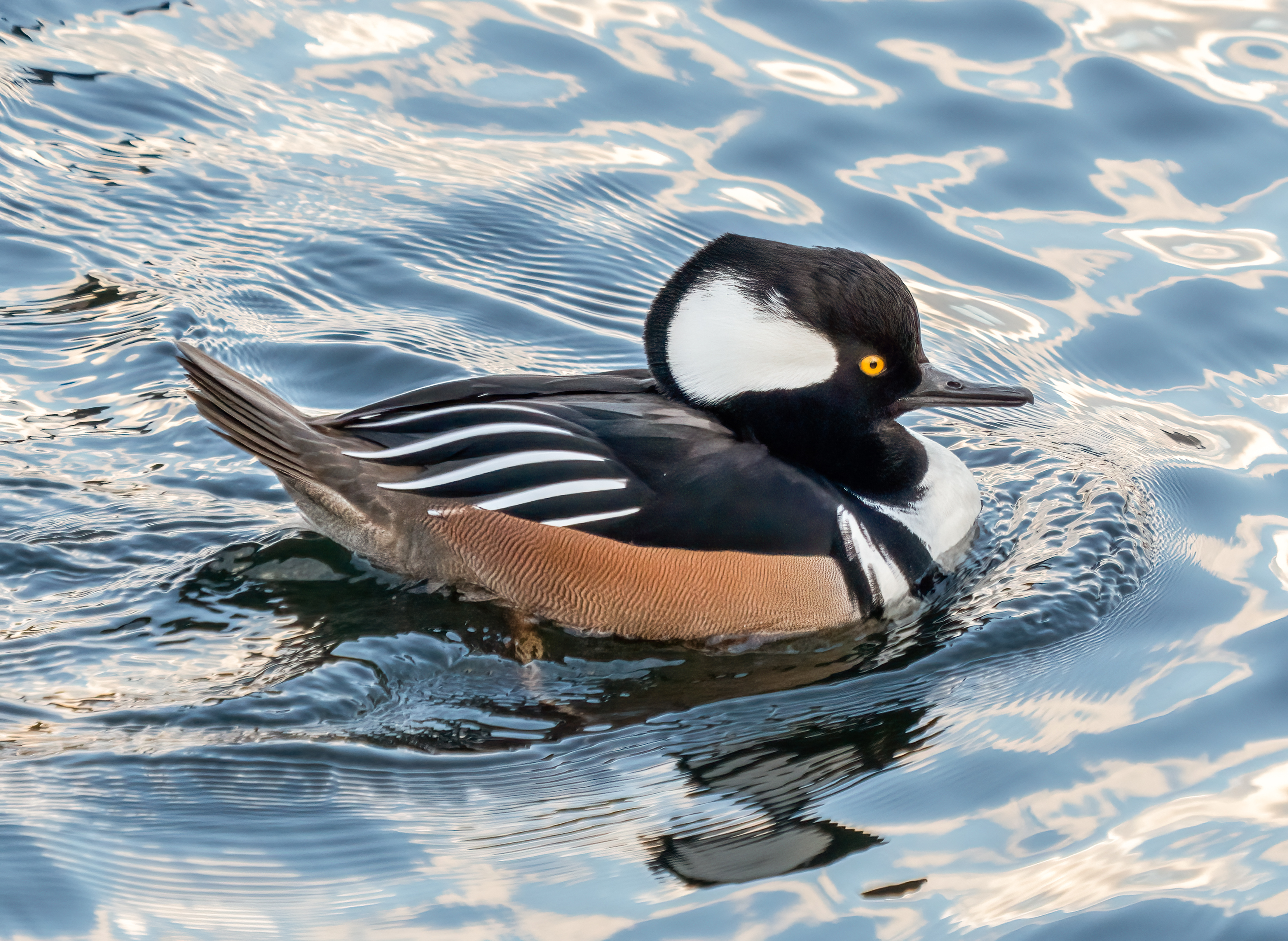 A hooded merganser swims through some water, giving a view of the side of its body and face.