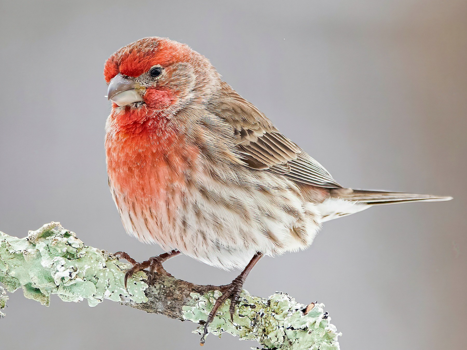 A male house finch sits on top of a small branch.