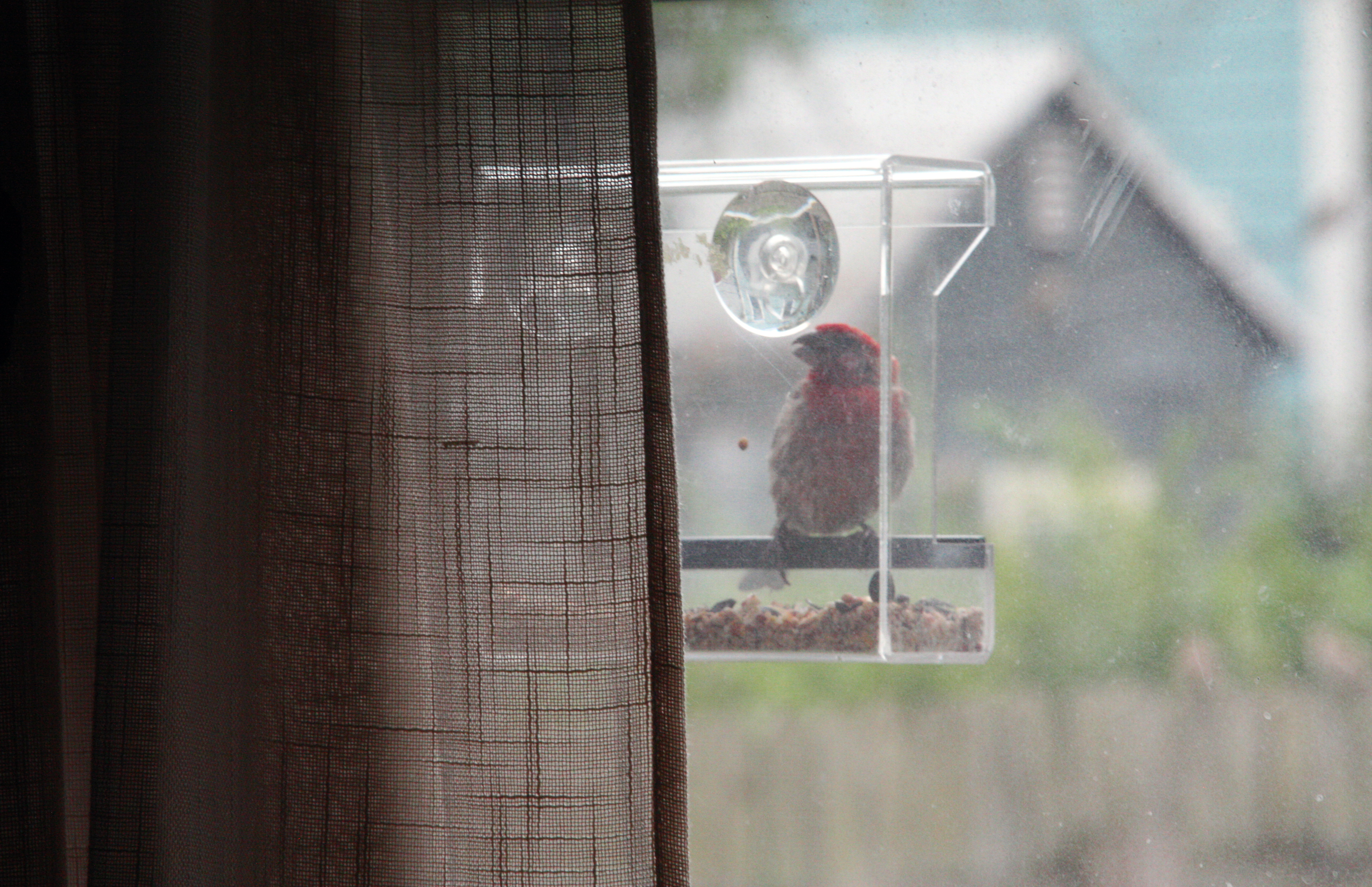 A male house finch perched on a bird feeder attached to a window.