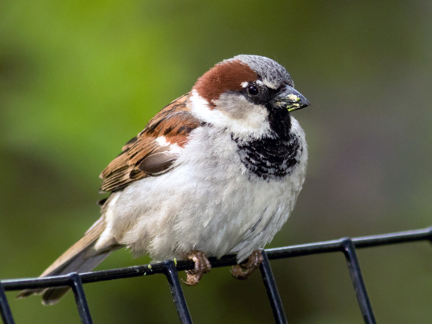 Male house sparrow resting on a gate. You can mostly see the front of the house sparrow: the belly and face.