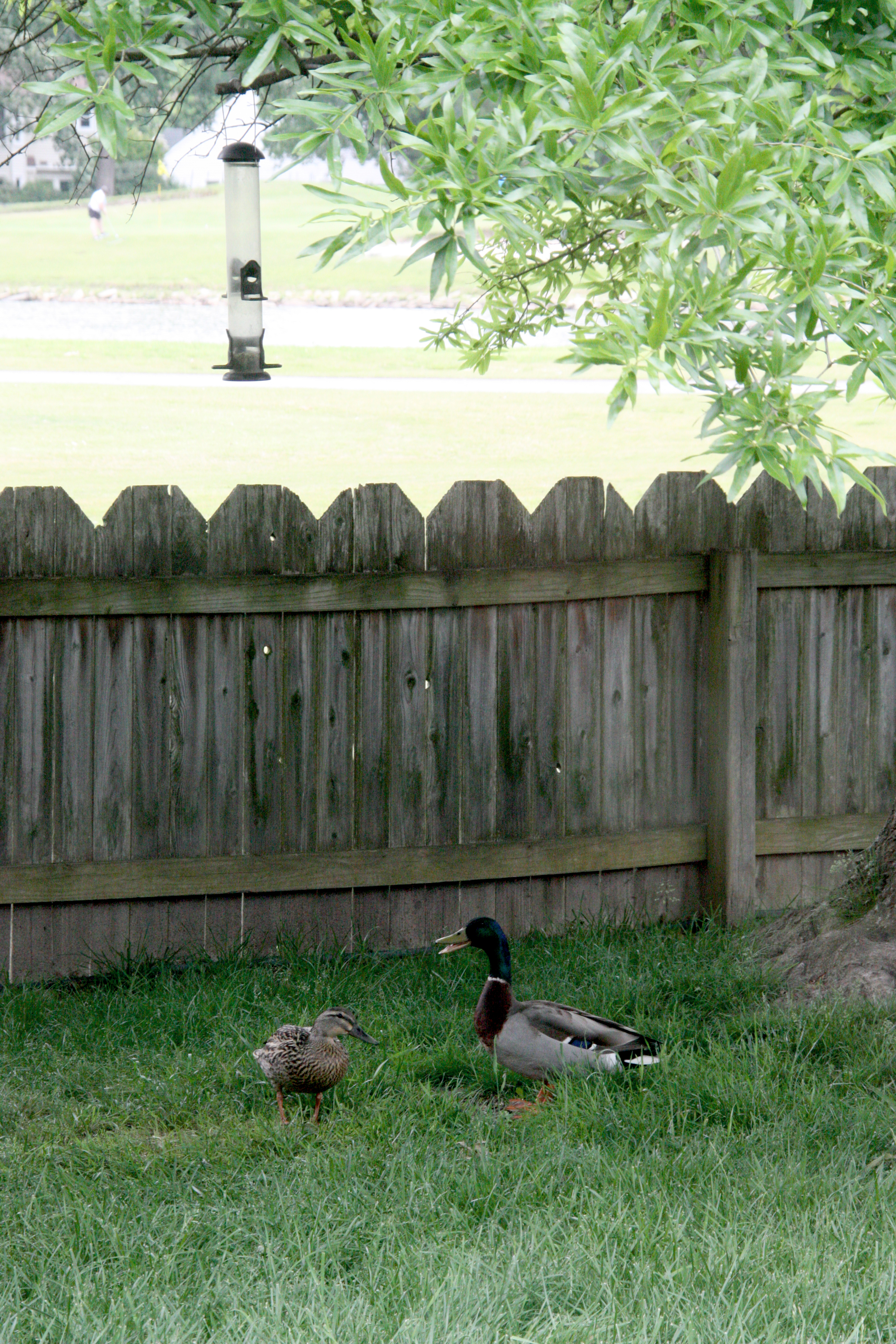 A pair of Mallard ducks eat bird seed that has fallen on the ground beneath a bird feeder that is hanging from a branch.