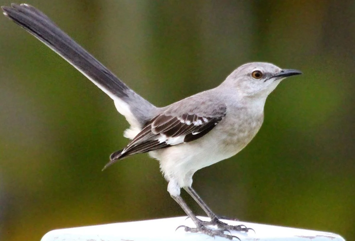 A mockingbird stands on what appears to be a fence post, with its tail feathers pointing up into the air.