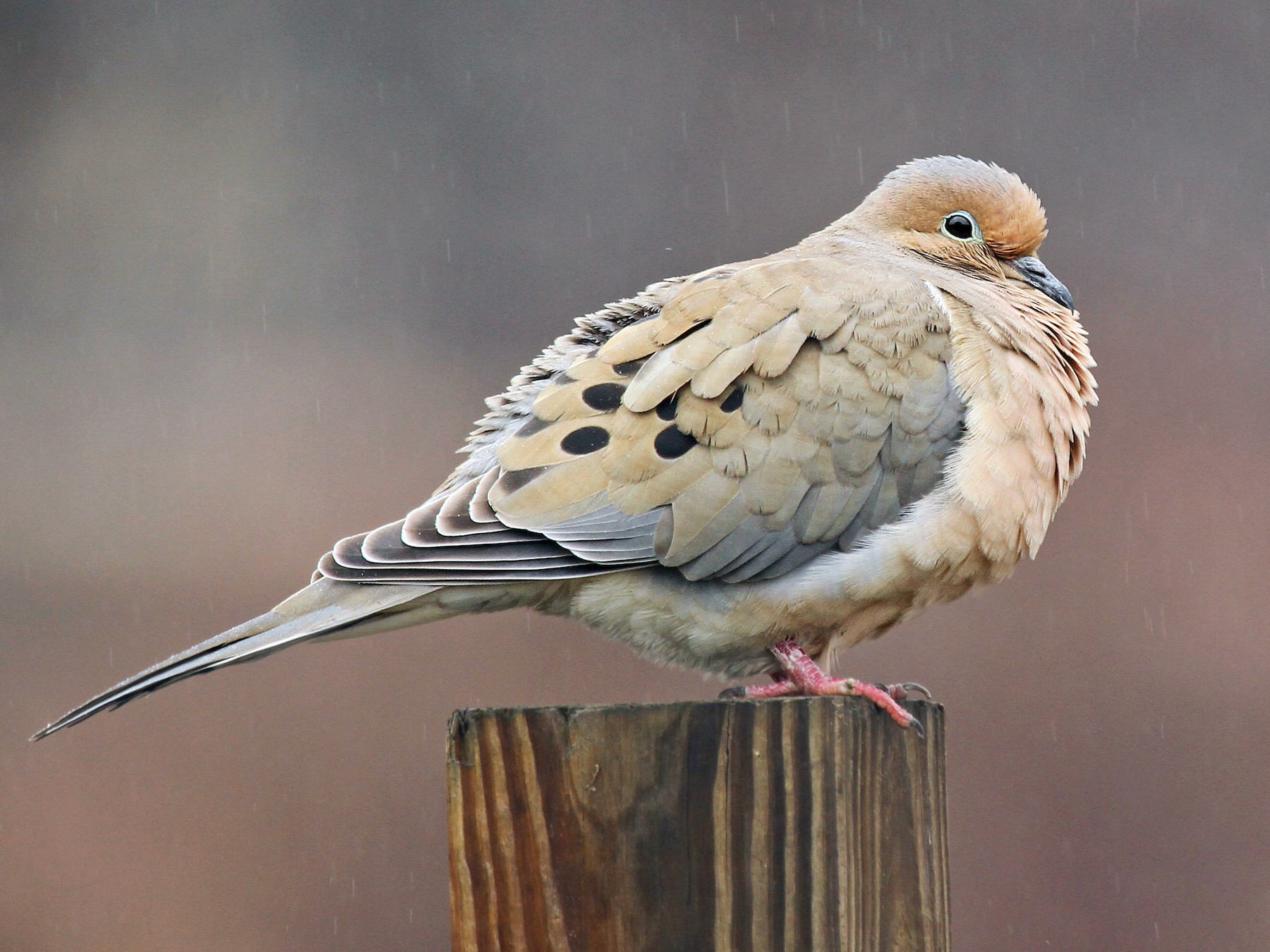 A mourning dove sits upon a wooden post, it's feathers puffed out as if it is trying to stay warm.