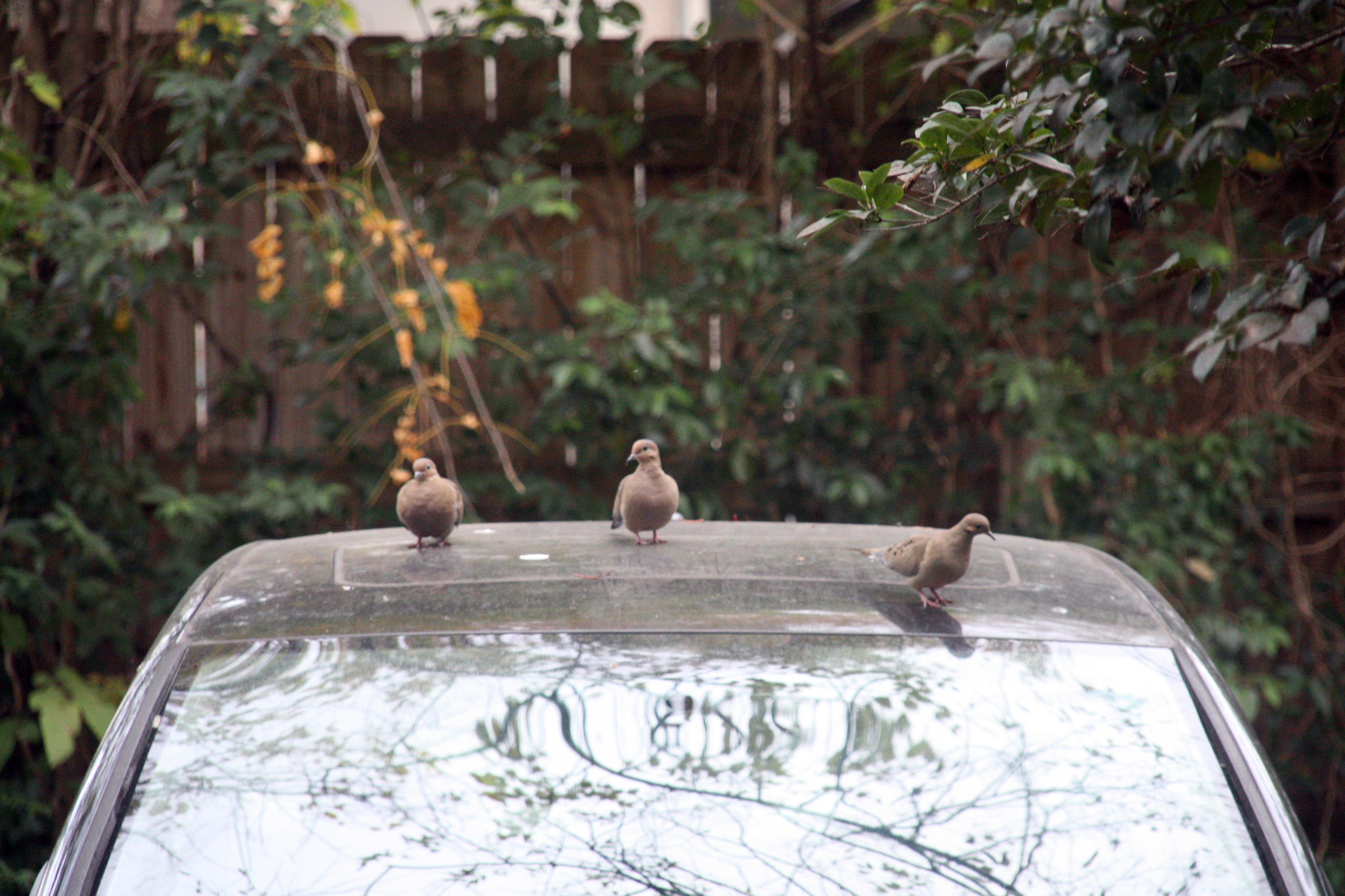 Three mourning doves stand on top of a black car.