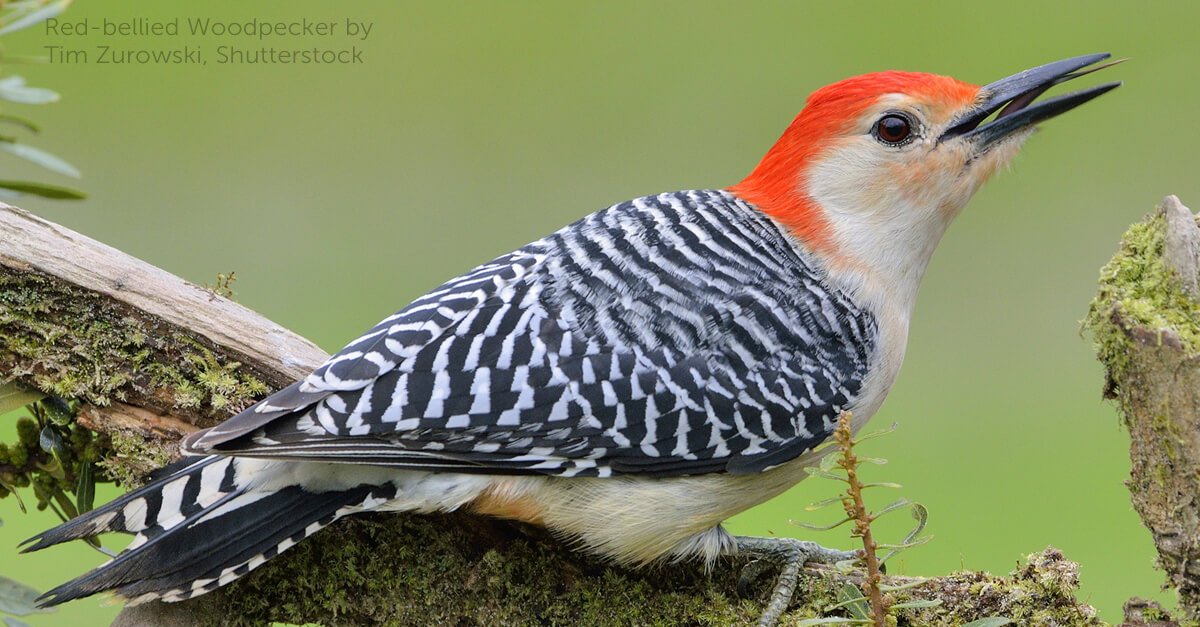 Red-bellied woodpecker rests on branch, looking upward.