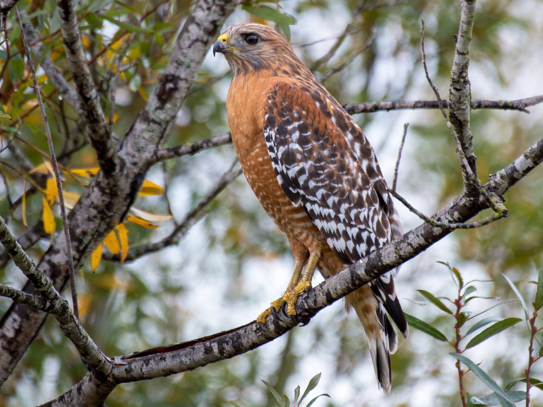 A red-shouldered hawk perched on a tree branch with small, thin but long, green leaves blooming off the tree.