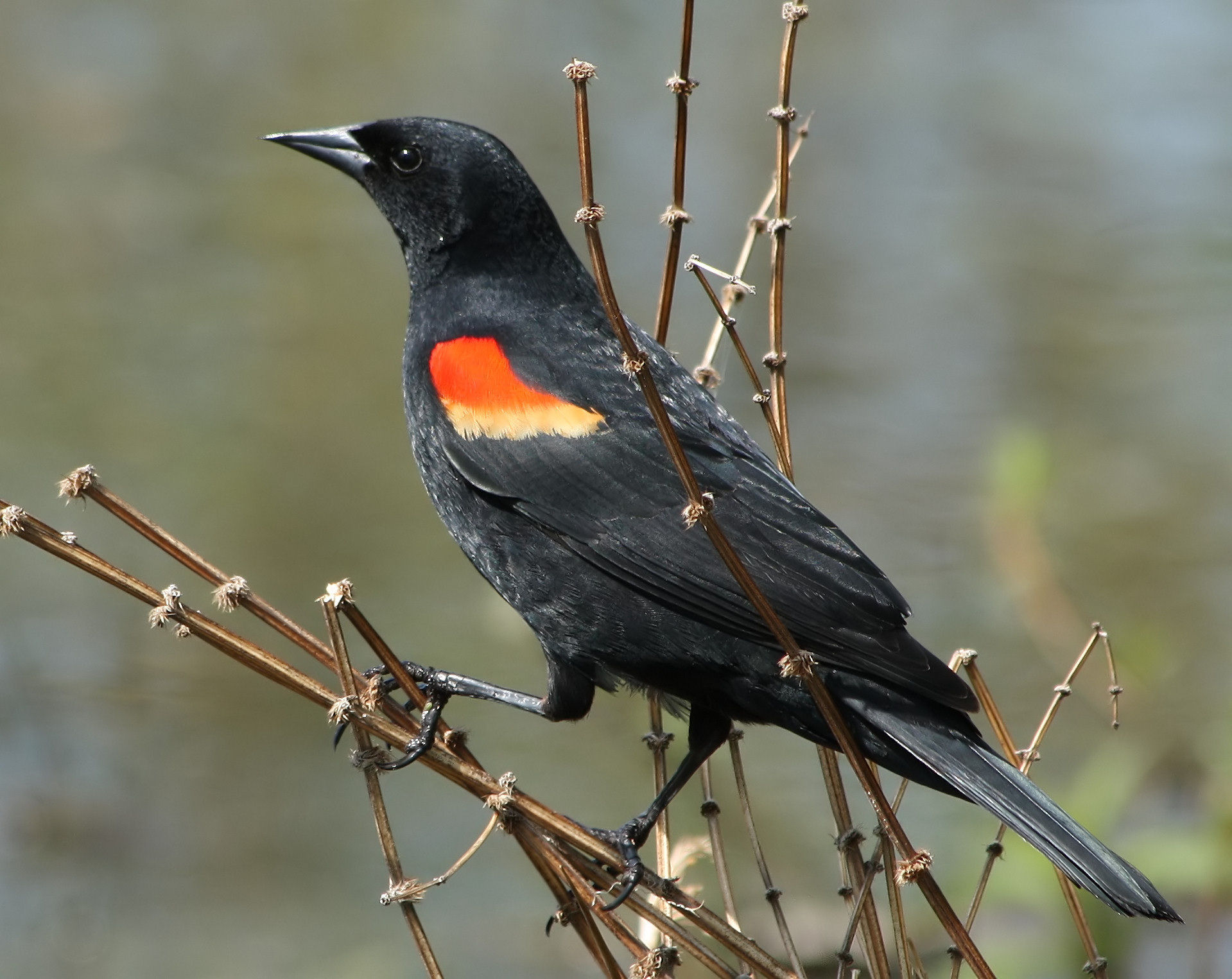 A red-winged blackbird perched on some small, twiggy branches. You can see the red and yellow spot on one of its wings.