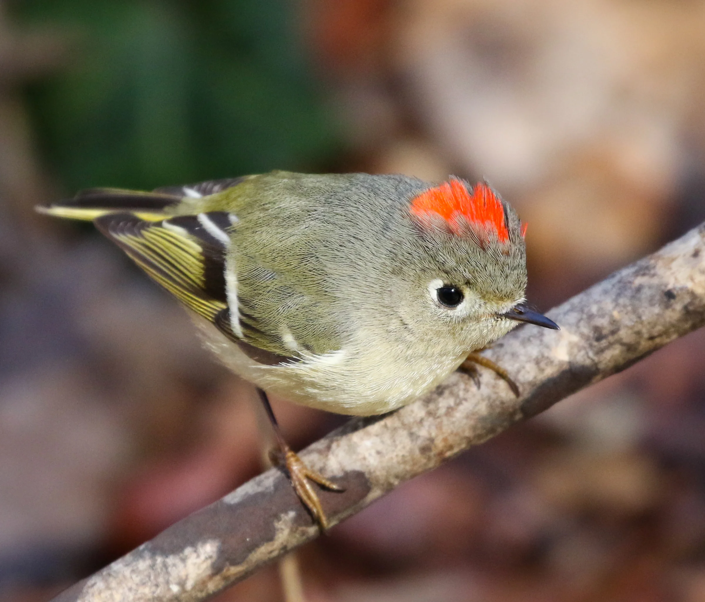 A ruby-crowned kinglet standing on a small branch, the ruby spot on its head visible.