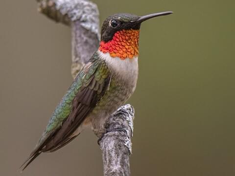 A male rubythroated hummingbird sits on a small branch, with it's bright red neck in plain sight.