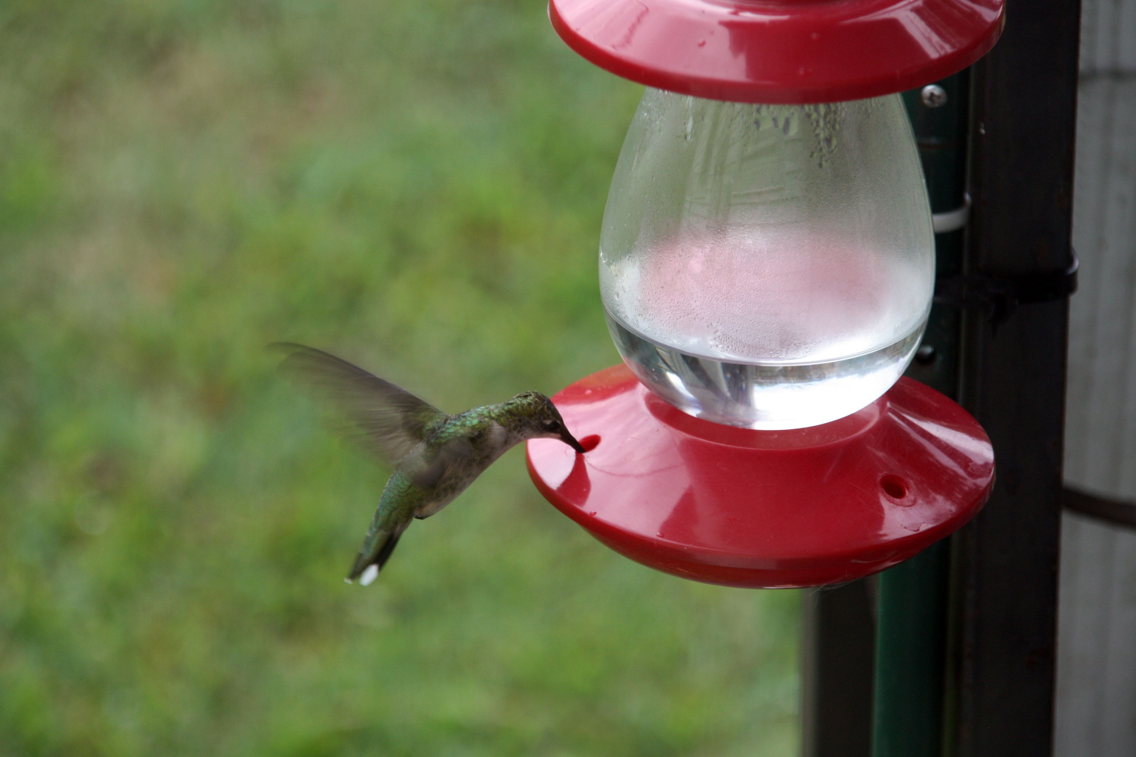 A ruby-throated hummingbird drinks out of a hummingbird feeder.