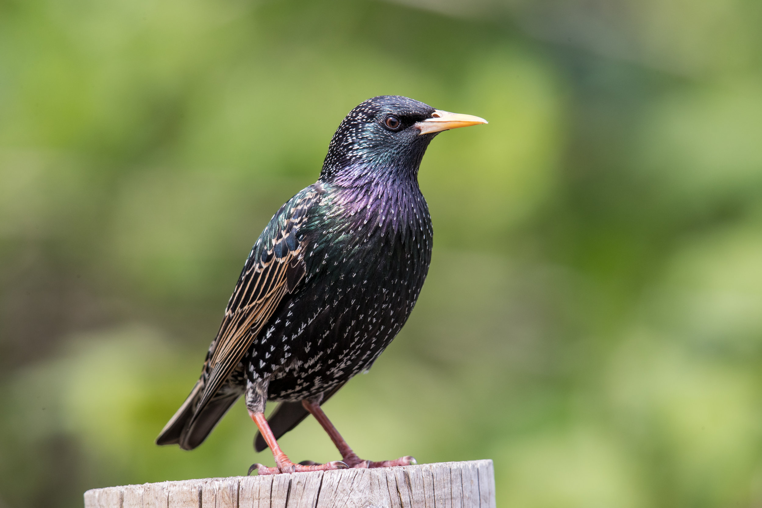 A starling stands on a wooden post, the irridescent sheen of its feathers glistening in the sun.