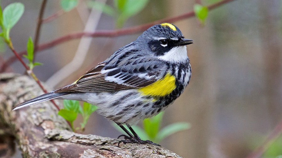 A yellow rumped warbler rests on a tree branch with green leaves blooming around it.