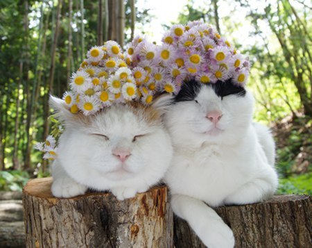 Two smiling cats weaing daisy-like flower crowns cuddle together on tree-stumps in a forest.